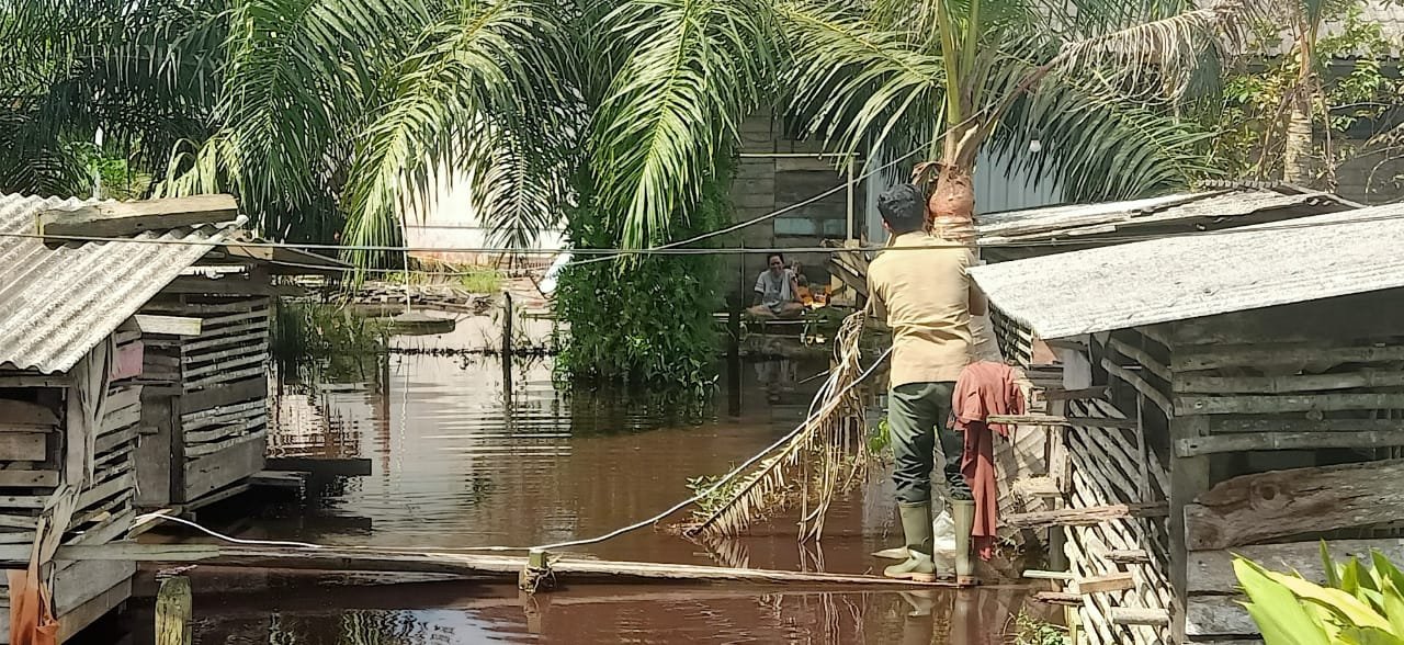 PASANG JEBAKAN 2 pasang jebakan 2