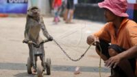 pertunjukan topeng monyet