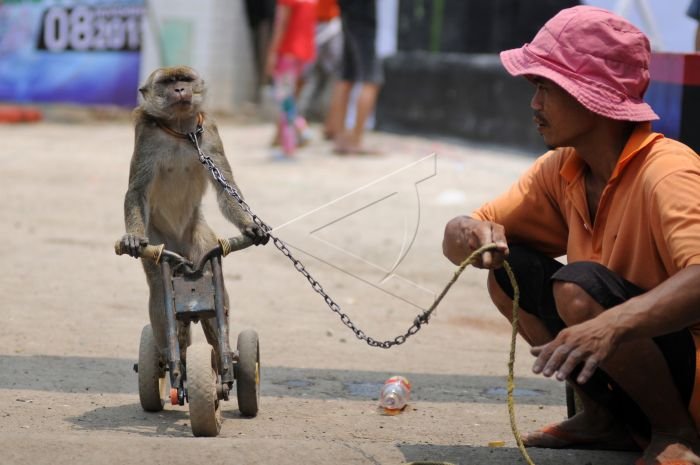 pertunjukan-topeng-monyet pertunjukan topeng monyet