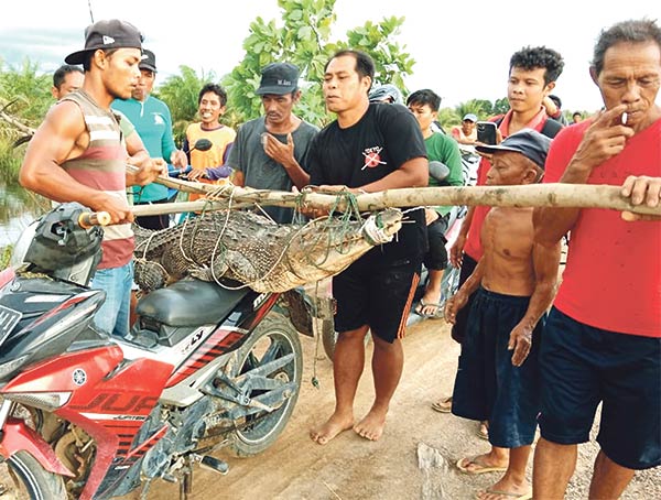buaya tertangkap