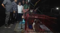burung selundupan