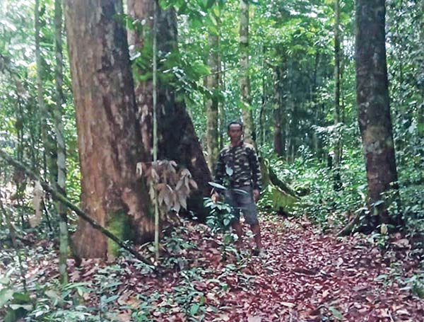 hutan desa tumbang ramei