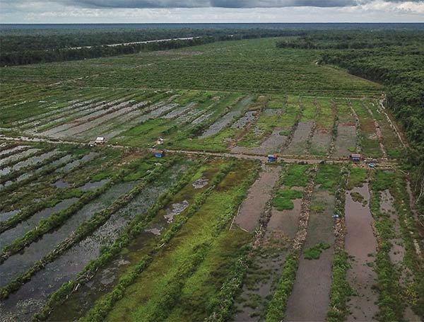 lahan food estate