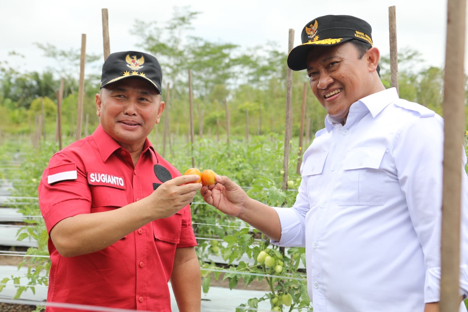 gubernur Kalteng,pulang pisau,pertanian