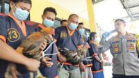 pelaku sabung ayam