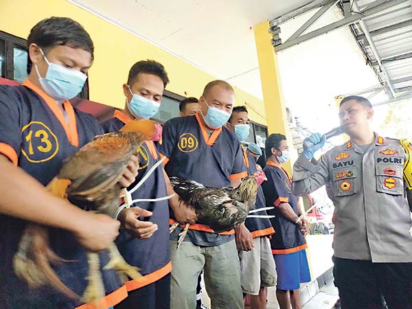 pelaku sabung ayam