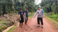 pencurian sawit