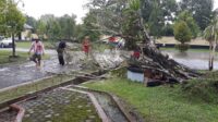 pohon tumbang