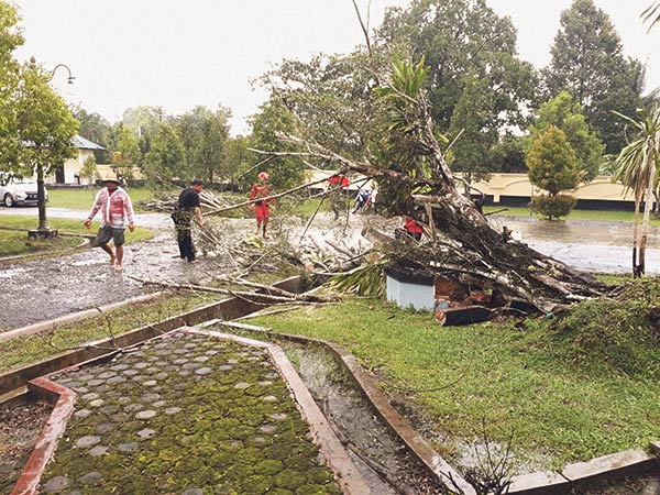 pohon tumbang lamandau