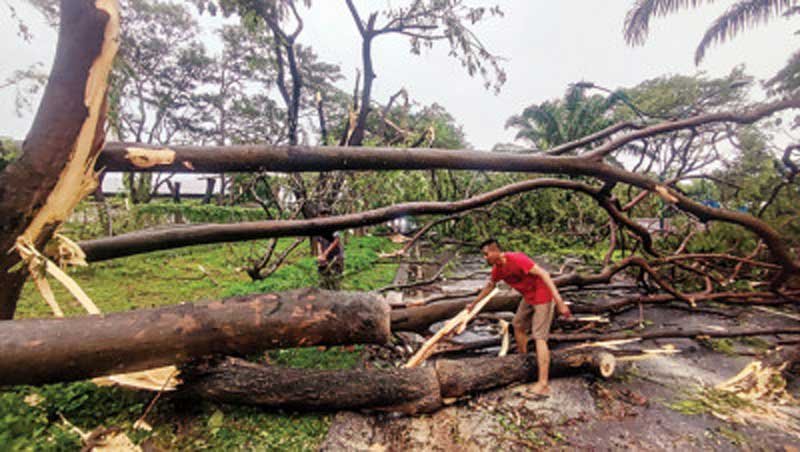 pohon tumbang di sidoarjo