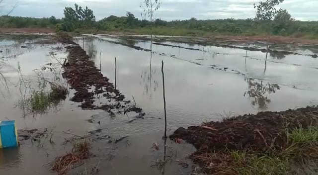 sawah karang sari 1