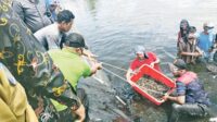 udang vaname sukamara