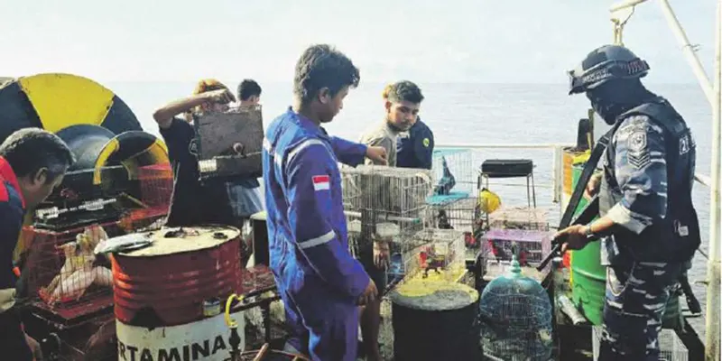 penyelundupan burung papua secara ilegal