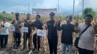 gunung mas,pertanian,poktan Bina Karya di Desa Pilang Munduk.,smart agro gunung mas