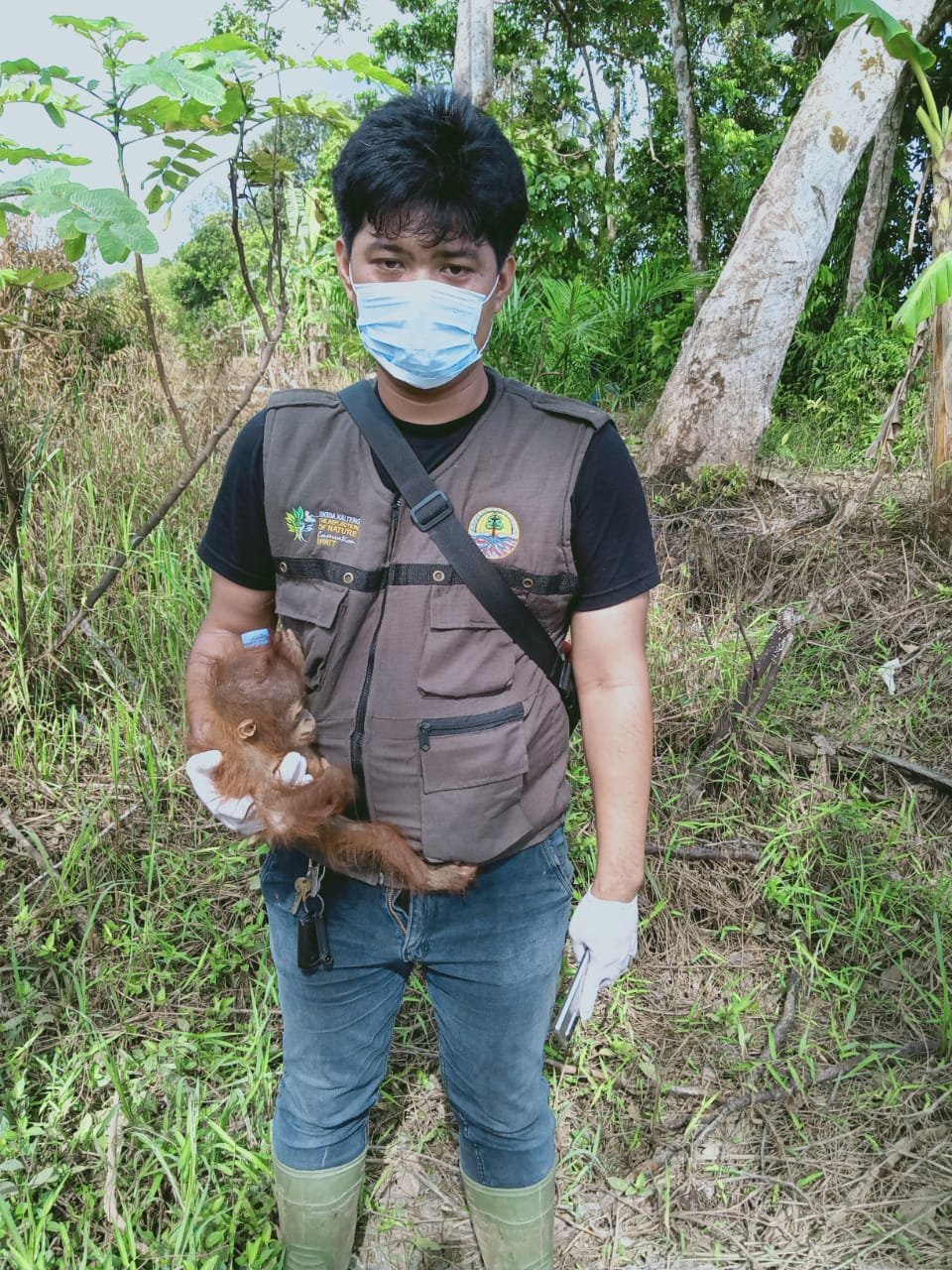 orang utan 2