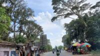 pohon rawan roboh