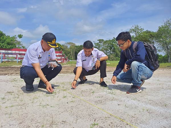 rumput stadion 29 november sampit