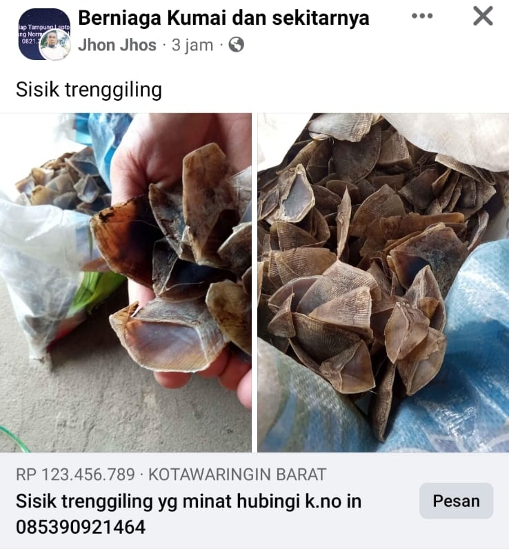 sisik tenggiling