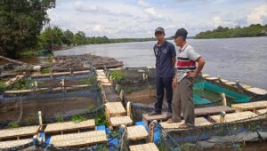 penyuluh perikanan Kotim,Sungai Mentaya,Ikan Lele