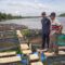 penyuluh perikanan Kotim,Sungai Mentaya,Ikan Lele