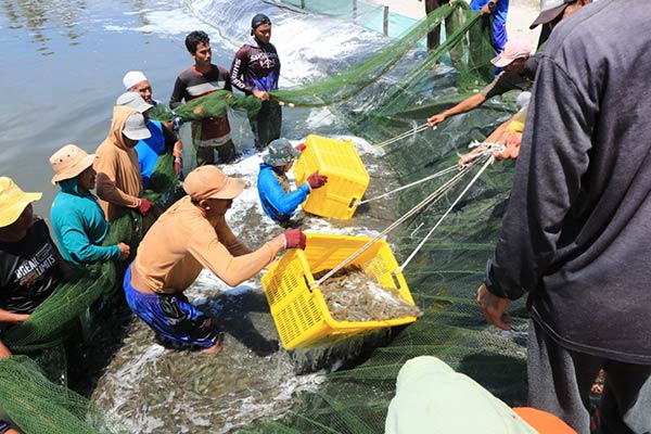 budidaya udang vaname