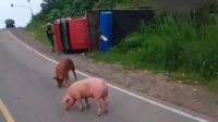 babi berkeliaran