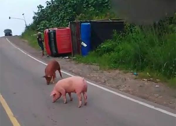 BABI-BERKELIARAN babi berkeliaran