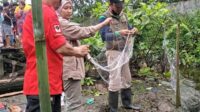 bksda pasang jerat buaya