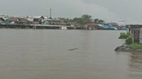 buaya sungai arut