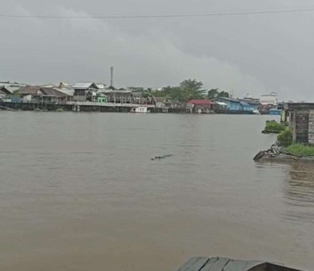 buaya sungai arut