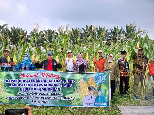 bupati kotim panen jagung