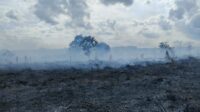 kebakaran natai baru 1