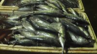 Pendaratan ikan Kembung di dermaga PPM Sampit