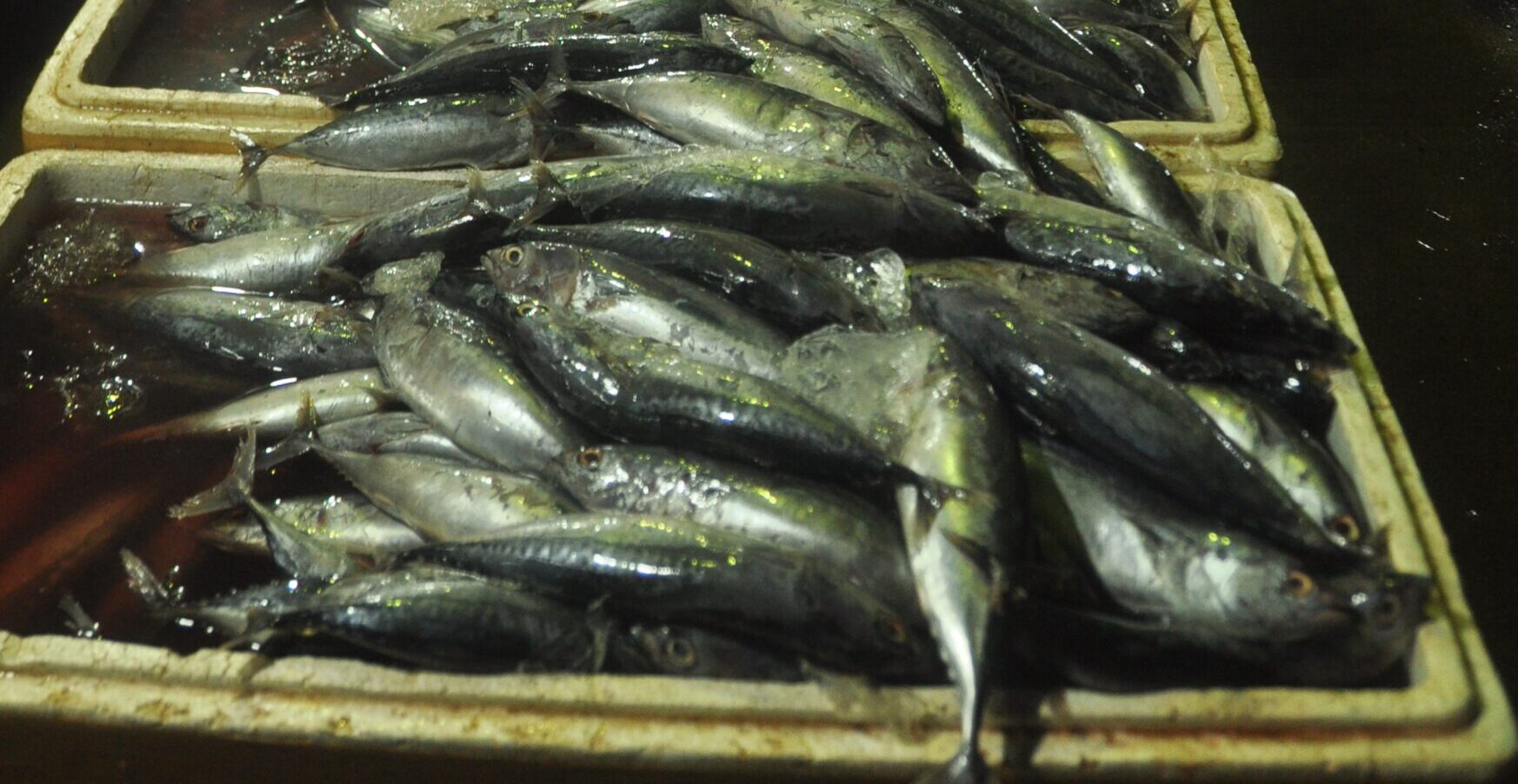 Pendaratan ikan Kembung di dermaga PPM Sampit