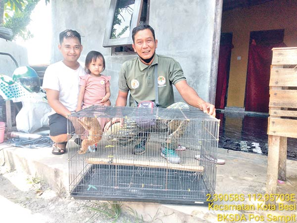 penyerahan kukang