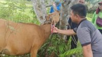 Petugas Dinas Pertanian Gunung Mas(Gumas) saat memasangkan penanda ESQ kepada hewan sapi milik warga