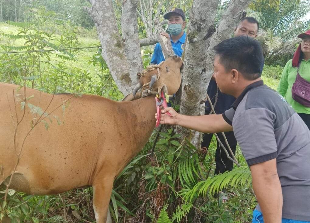 Petugas Dinas Pertanian Gunung Mas(Gumas) saat memasangkan penanda ESQ kepada hewan sapi milik warga
