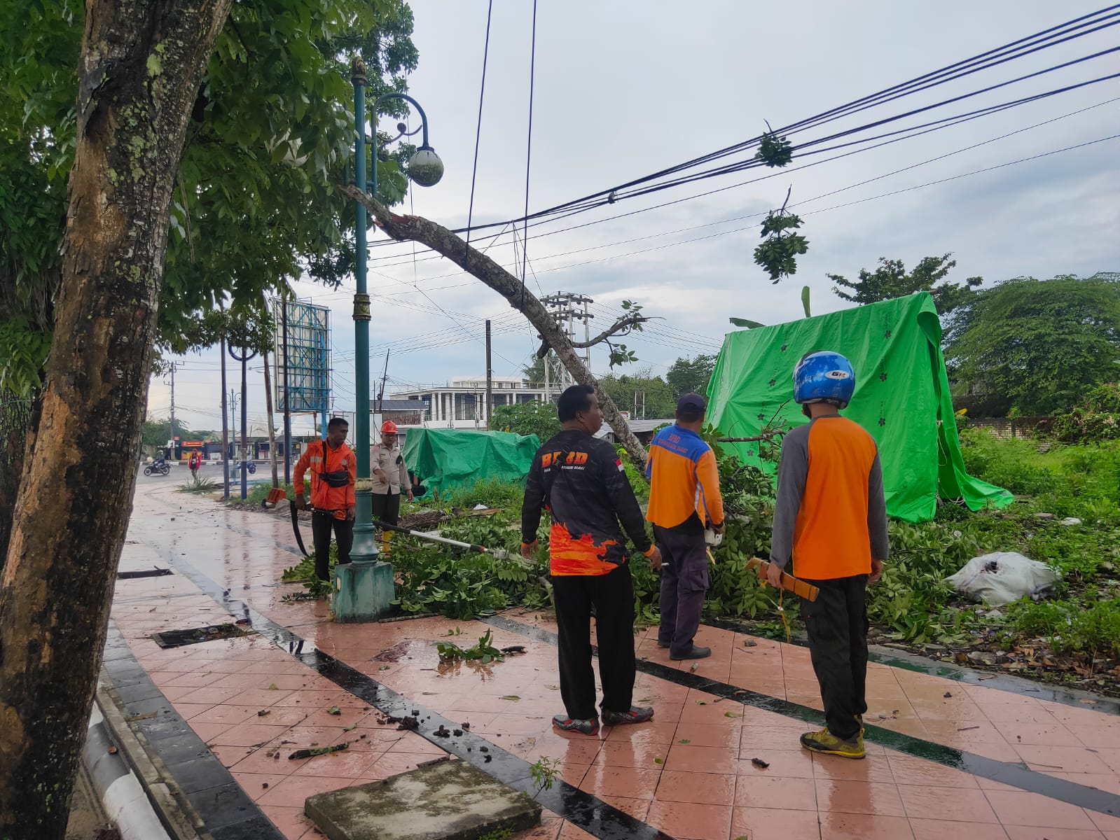 pohon tumbang iskandar 2