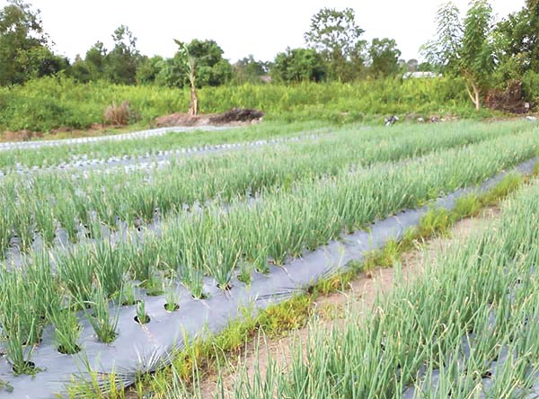 petani bawang