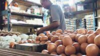 harga telur sampit