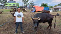 sapi