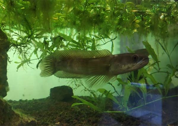 ikan hias