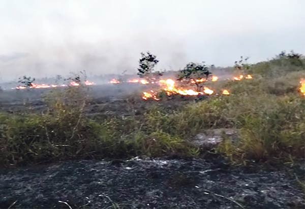 kebakaran pesisir