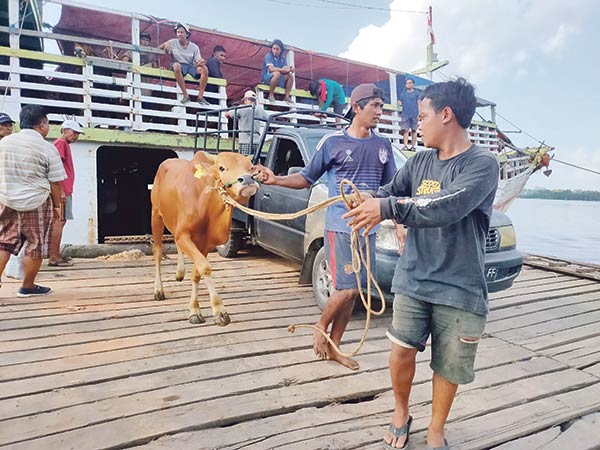 sapi