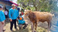 dinas pertanian kotim lakukan pemeriksaan hewan kurban antemortem (hgn) 1