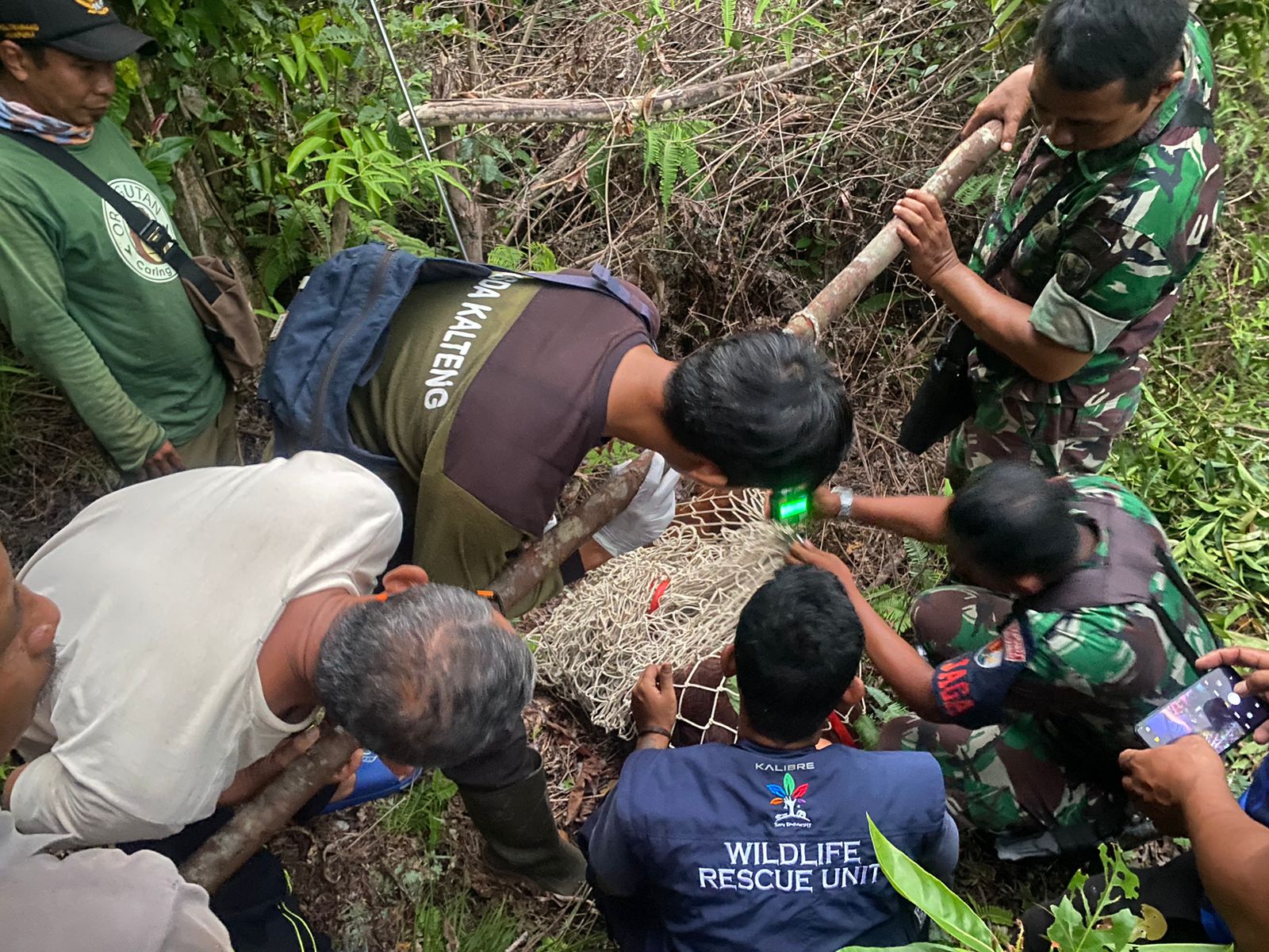 evakuasi orang utan