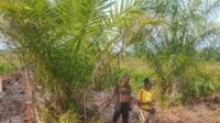 kebun dibabat'