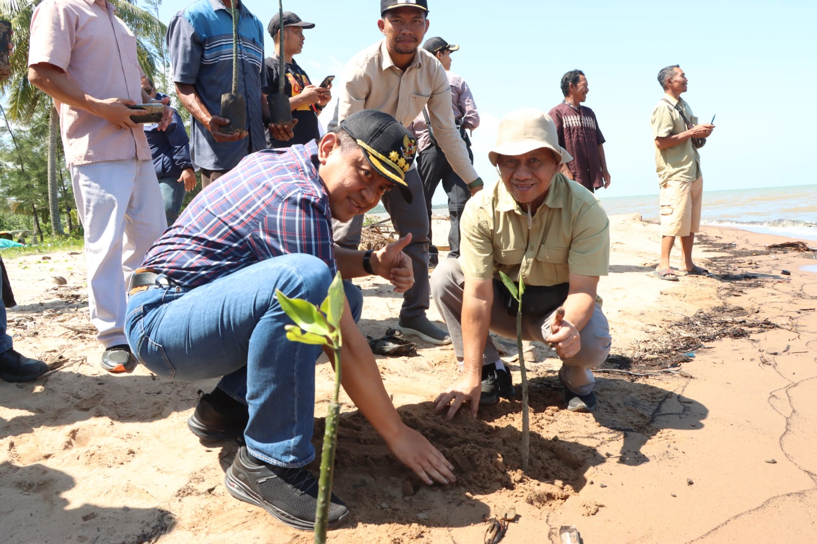 mangrove 1