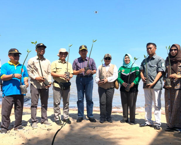 mangrove 2