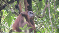 orang utan 1